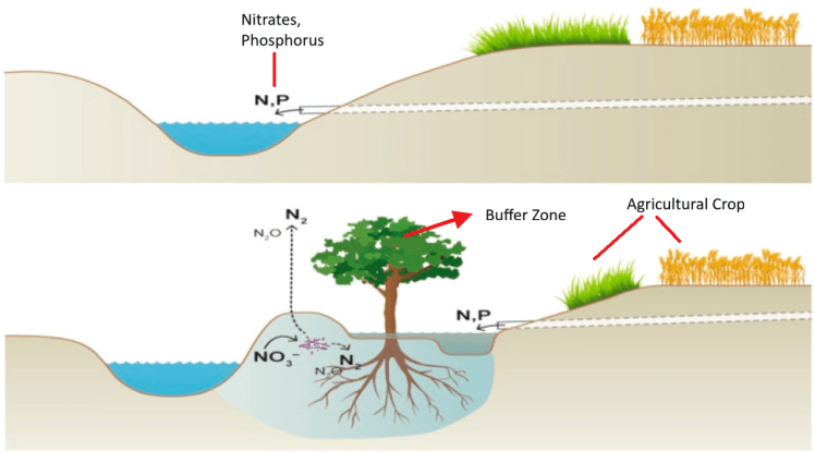 Diagram of how buffer zones are implemented to prevent nitrate runoff.