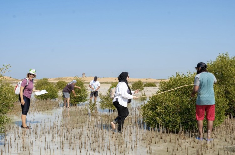 Citizen science for the mangrove restoration program conducted by Emirates-Nature WWF.