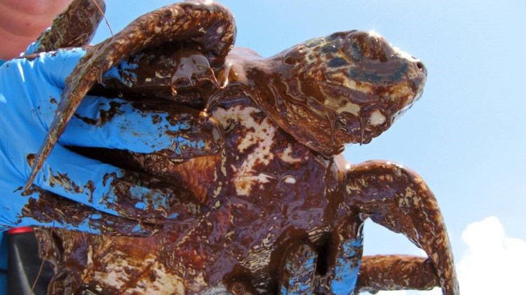 An evidence picture of a turtle covered in oil in the Deepwater Horizon oil spill incident.