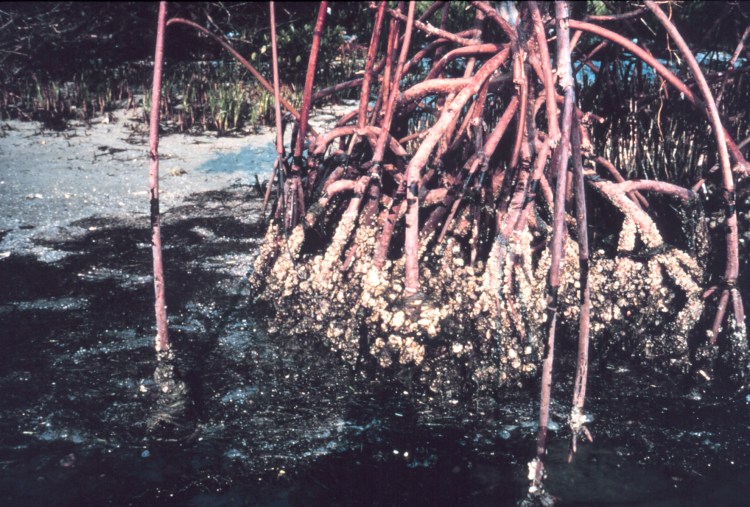 Oiled mangrove roots from oil spill.